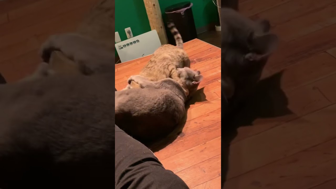 アクティブな猫種の激しい戦い｜猫カフェ｜ロシアンブルー×ベンガル #shorts