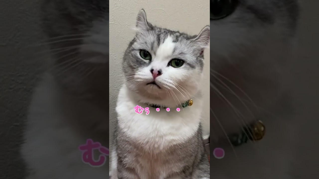 ママに悲しそうな声で甘えてくる兄猫