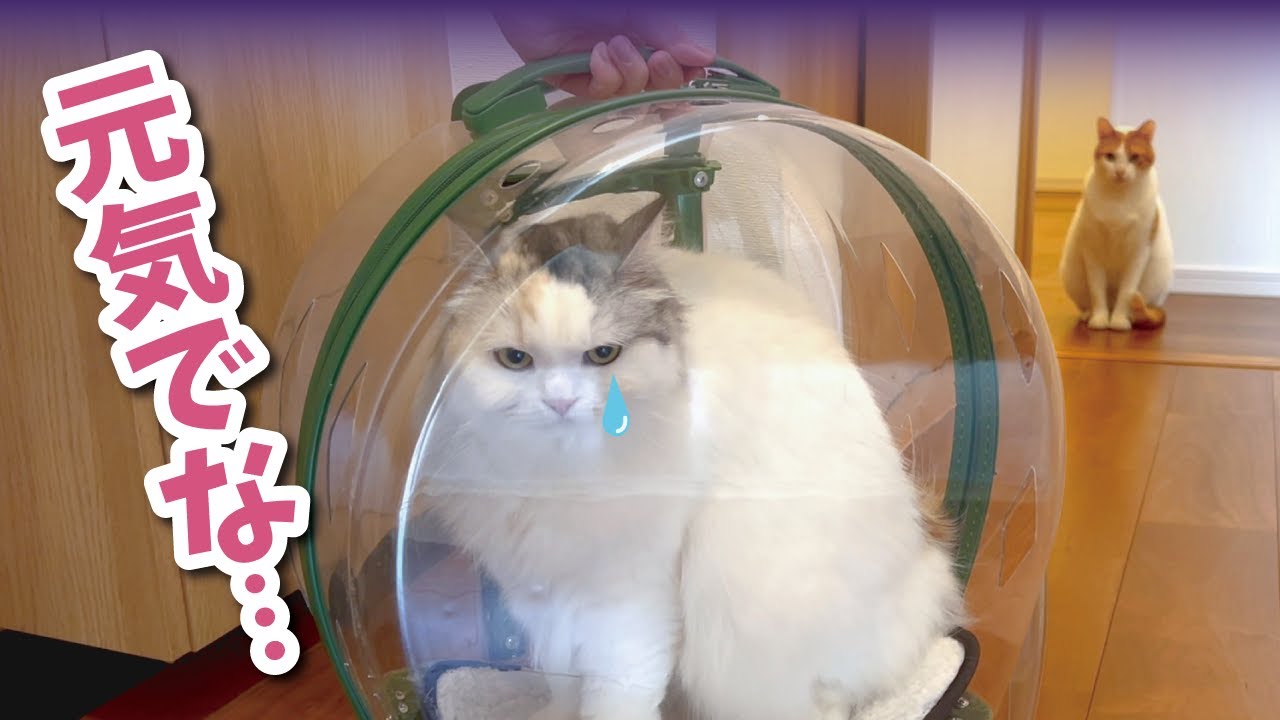 ほんの少しだけ先住猫とお別れすることになりました…【関西弁でしゃべる猫】