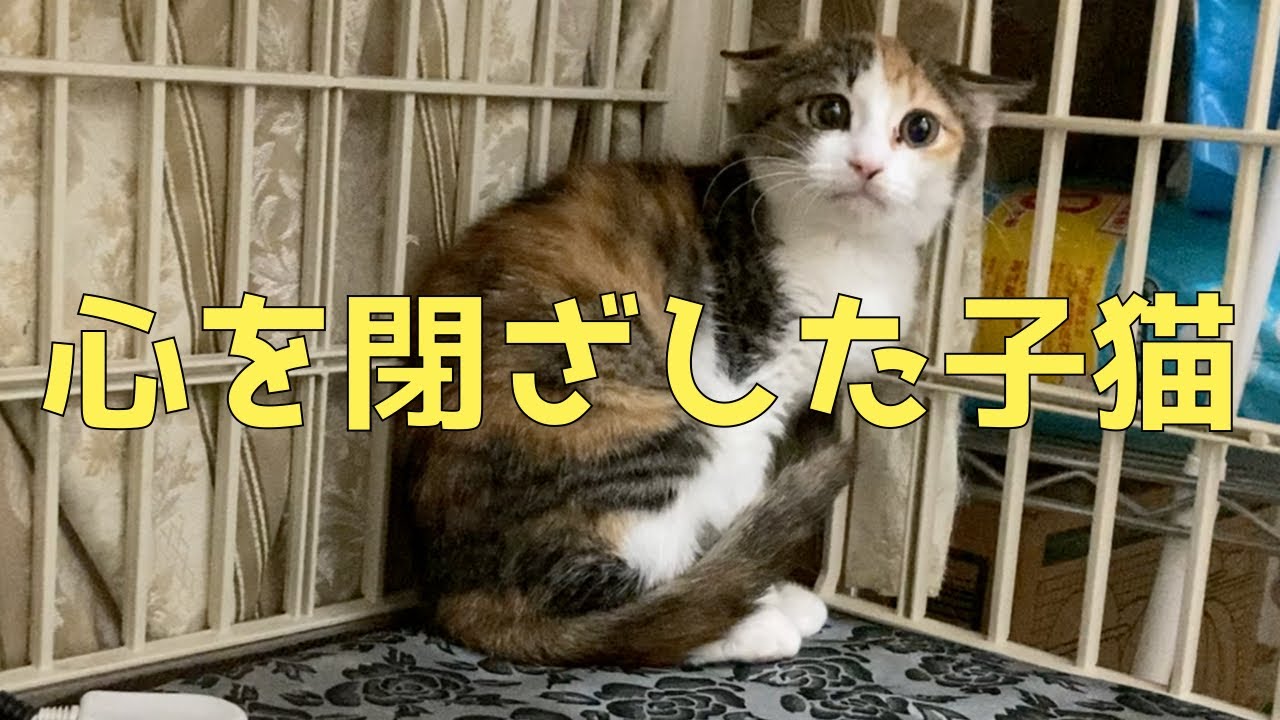 心を閉ざした野良子猫の人慣れ訓練始めました。