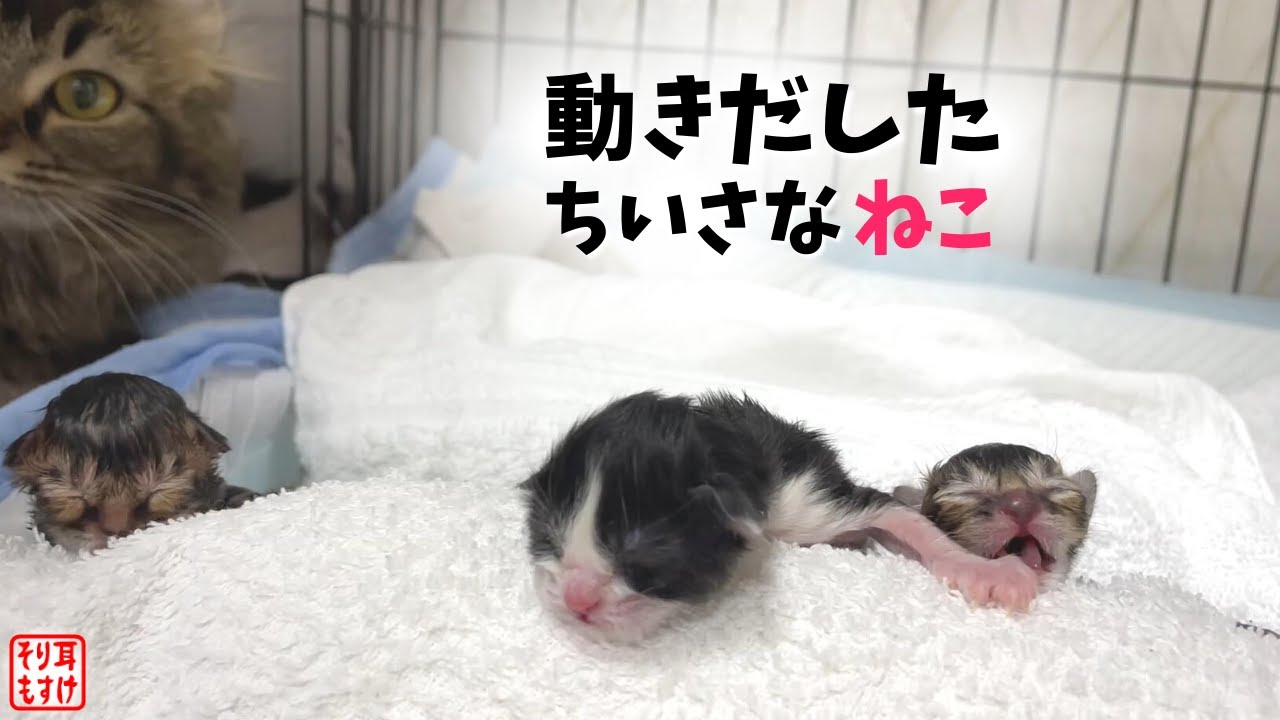 ちいさな命を繋いだ懸命の蘇生！嬉しくて悲しい夜…【凄絶な出産・完結】