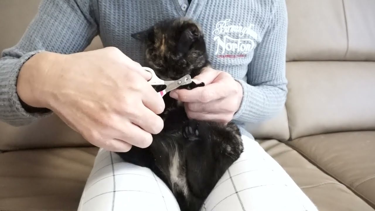 ブリティッシュショートヘアー子猫　British Shorthair　2022.7.16産まれ　トーティーシェル　錆び猫　女の子　シーダキャット猫のお店