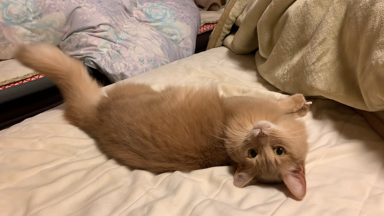 【ソマリ猫】最強にして最安なおもちゃ！？