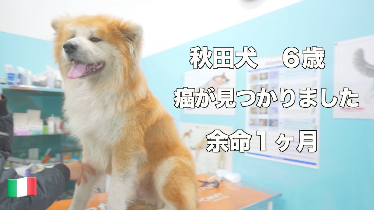 Akita dog "SANGO" stomach cancer was found.