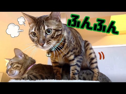 【閲覧注意】ノア！お姉ちゃんに何するの！