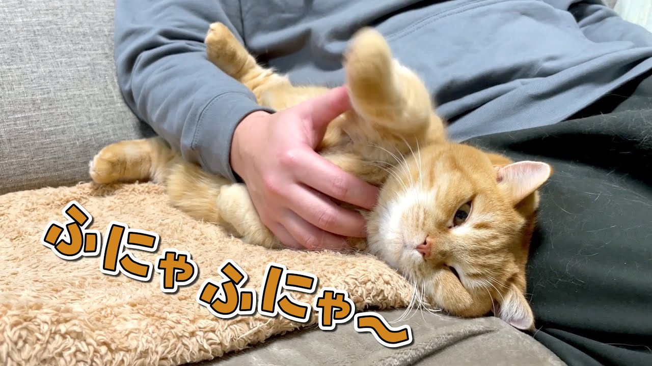 ３日間大好きなパパに甘えられなかった猫はこうなりますw