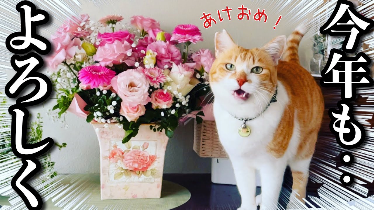 今年で家猫３年目‥ヤンチャっぷりは野良時代と全く変わらない猫
