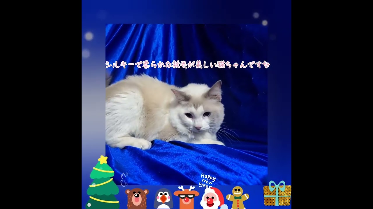 2021.03.26生まれのラグドールのねこちゃん
