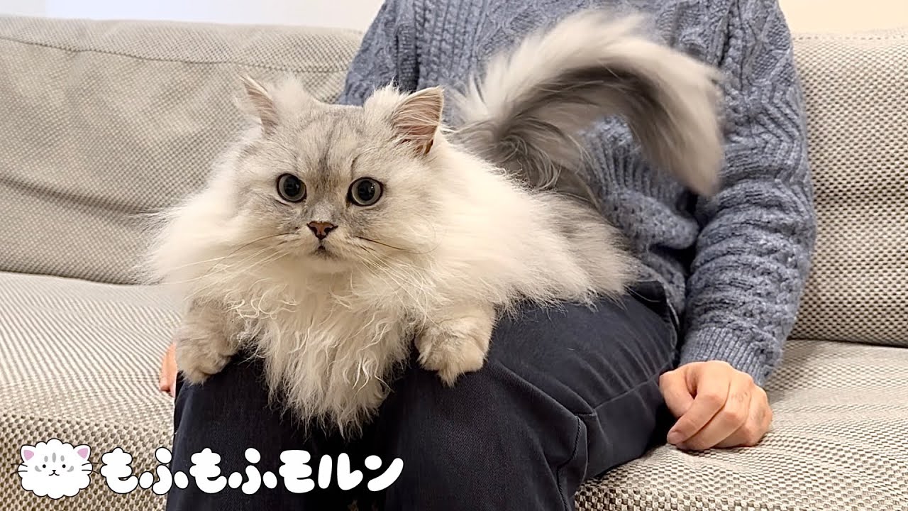 膝猫がさらに進歩しました 【サイベリアン】