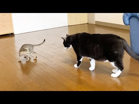 「なんでついてくるの！」って怒る子猫