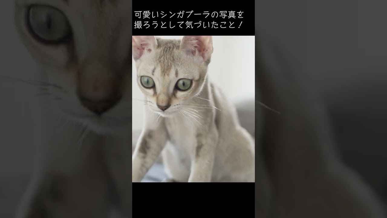 シンガプーラは面白い顔だった！？#shorts#子猫#シンガプーラ