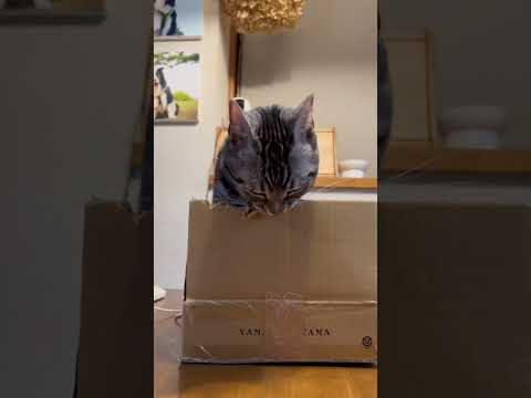 ダンボールアート制作中#shorts #アメリカンショートヘア #猫
