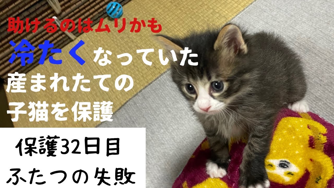 冷たくなっていた子猫の保護、32日目