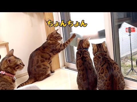 大掃除の窓拭きを手伝おうとする猫さん