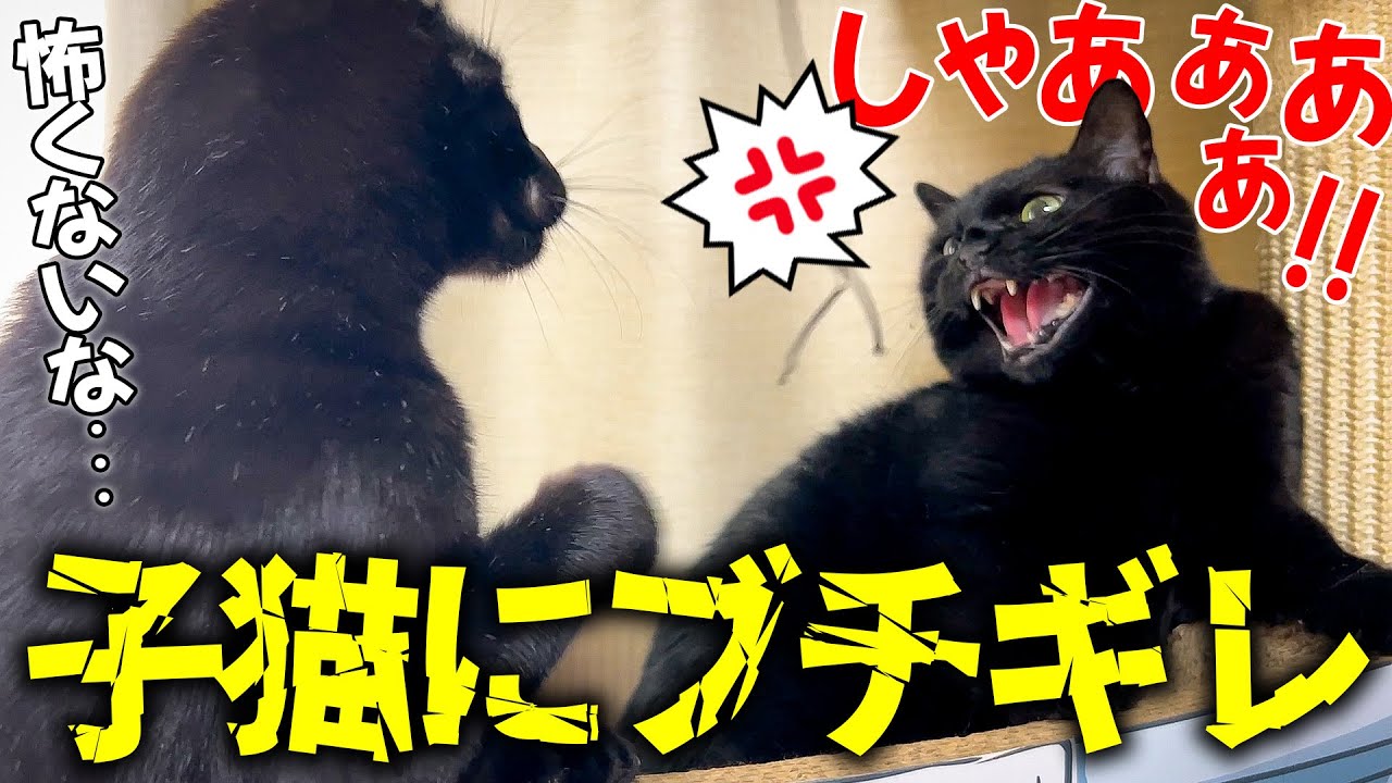 普段温厚なハルちゃんが子猫にブチギレたけどあんまり怖くなかった。