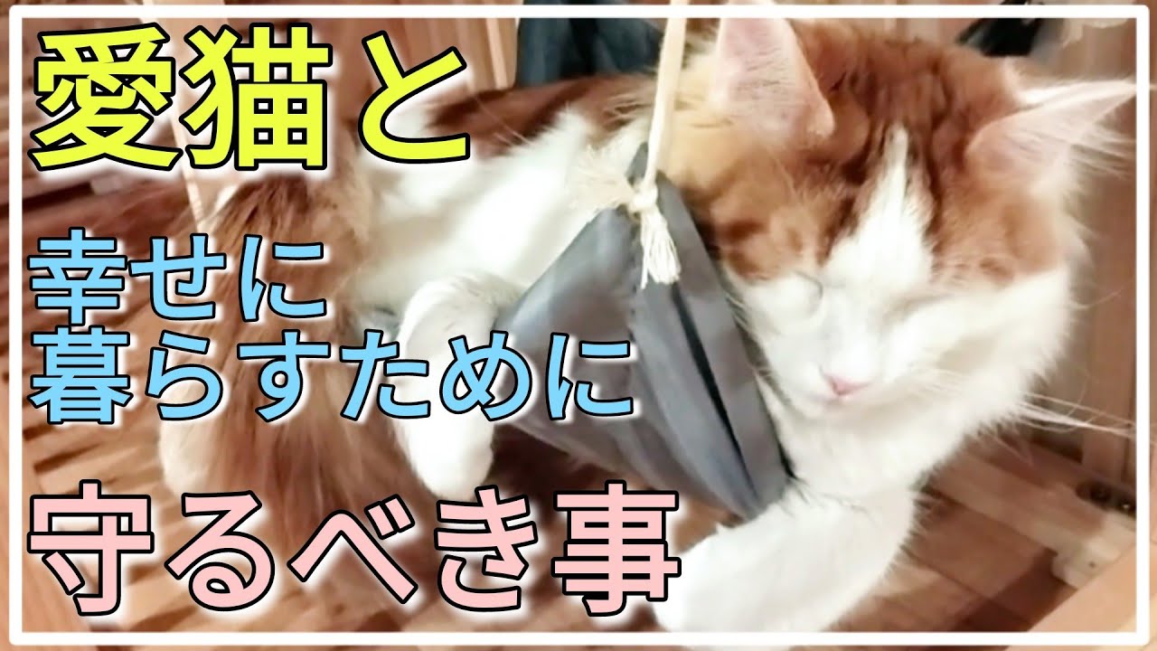 大型猫メインクーンと幸せに暮らすための8つのルール