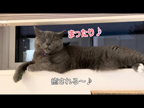 【癒し】ただただブリティッシュショートヘアがまったりする動画、の巻♪