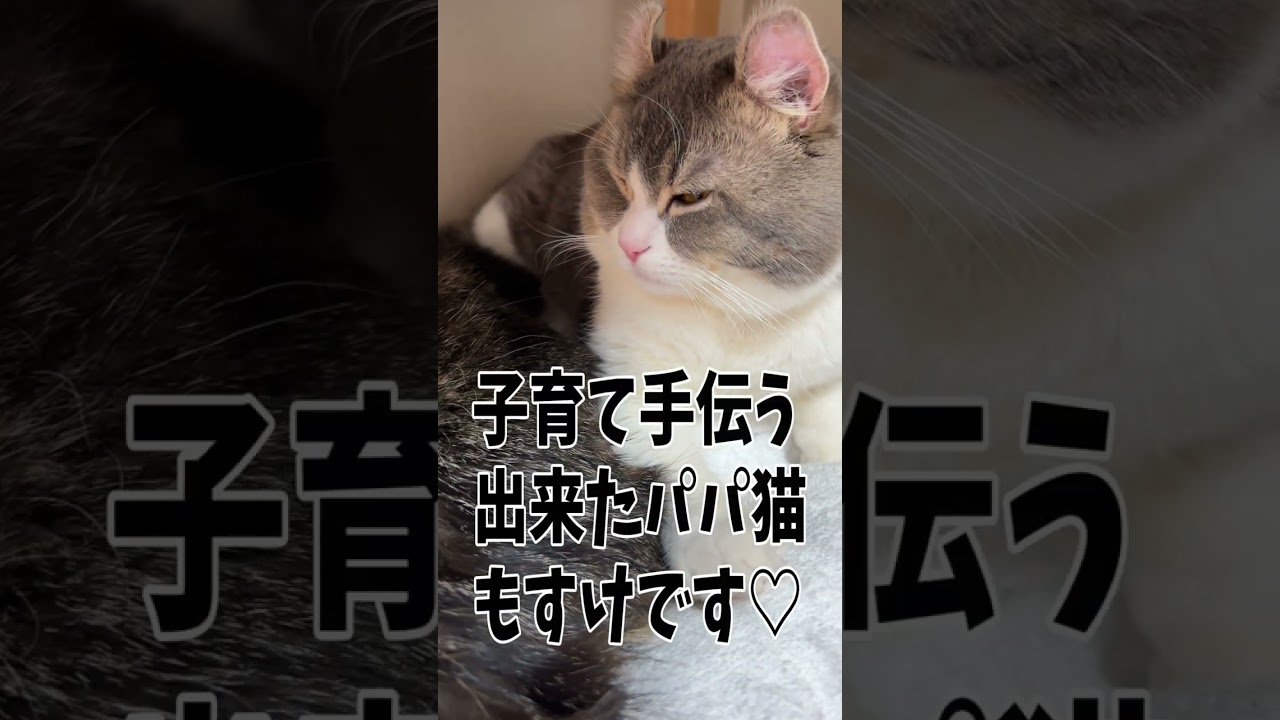 イクメンパパを目指している猫がこちらです…Daddy cat helping with childcare#Shorts