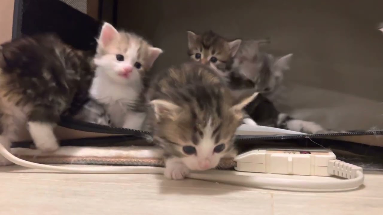日々行動範囲を広げる赤ちゃん猫たち。ノルウェージャンフォレストキャットの赤ちゃんです。