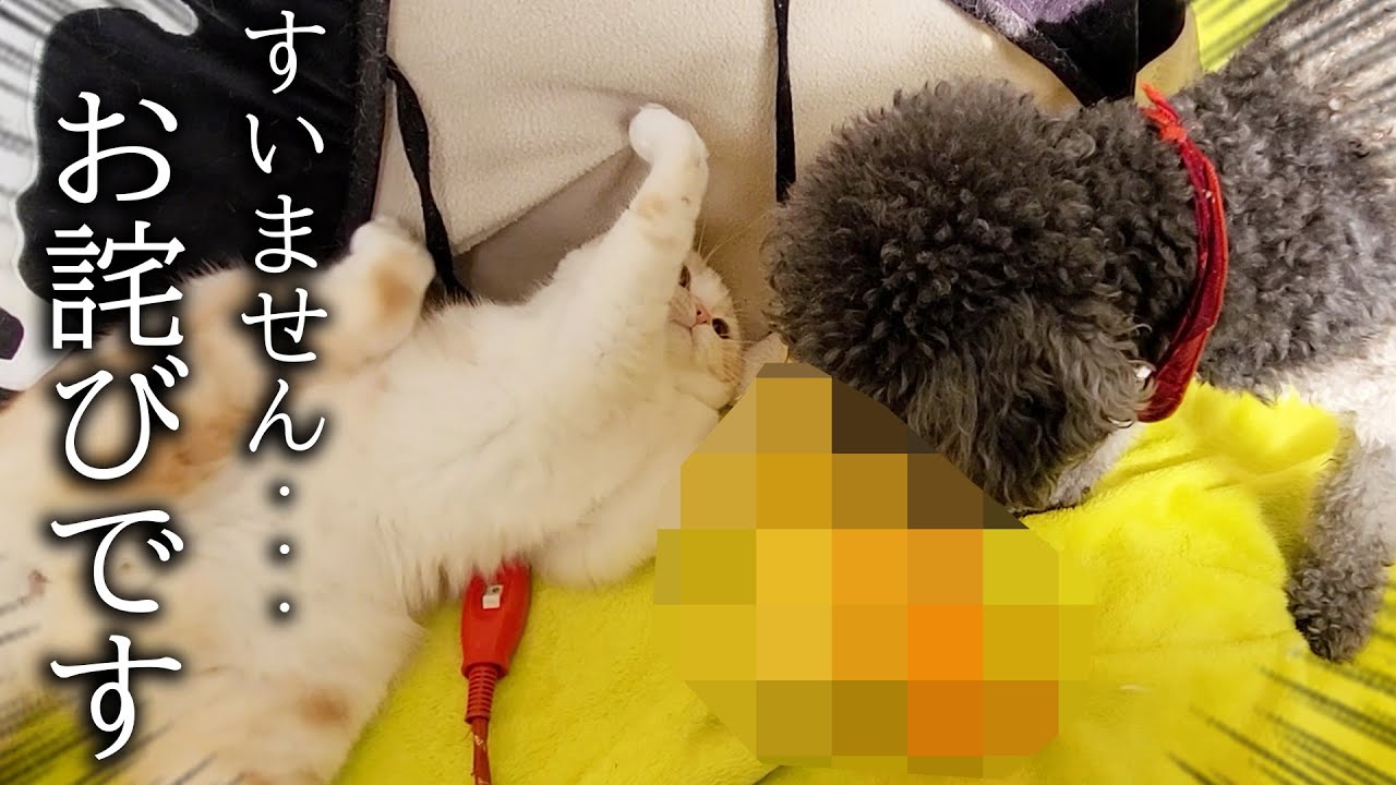 子猫と喧嘩したお詫びにある物を持ってきた犬にびっくりしました...