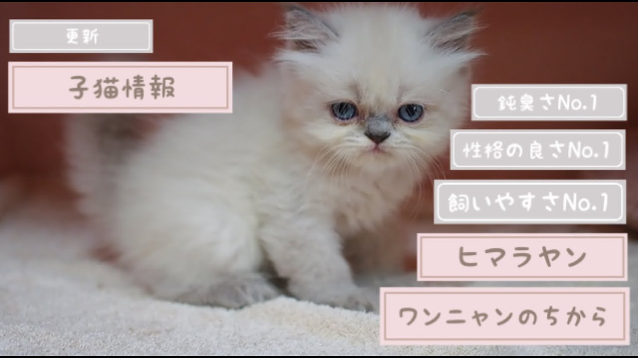 【更新】子猫情報 ヒマラヤン2020/08/09生まれ