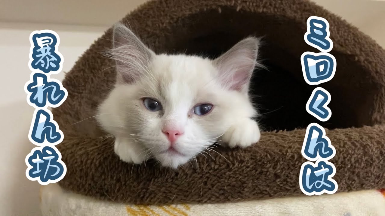 生後3ヶ月のラグドール、元気すぎて手に負えない・・・