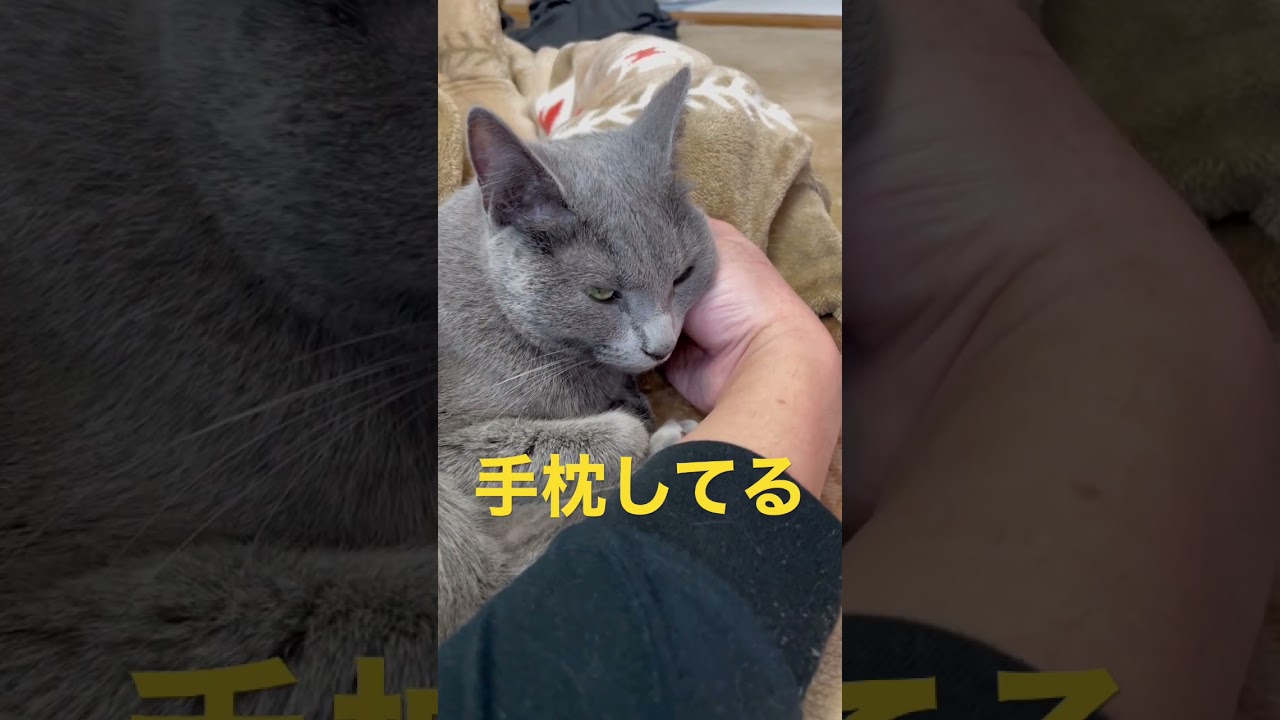 手枕でお昼寝する可愛い猫（ロシアンブルー）#shorts