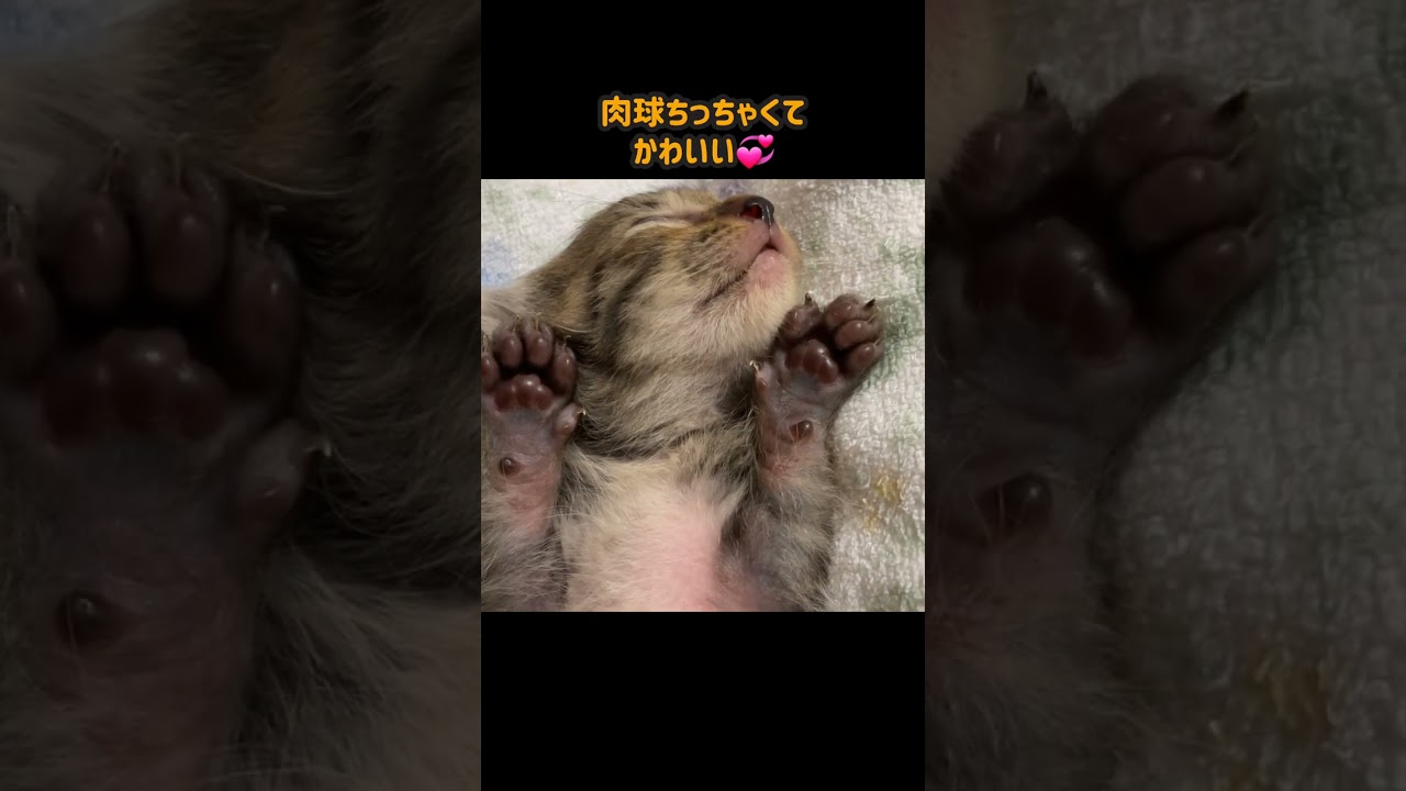 お膝で爆睡する子猫の樹くんzzzいい夢見てね♪