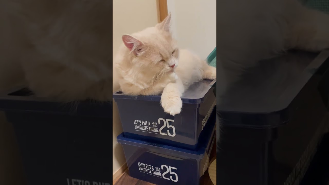 毛繕いをするラガマフィンの猫