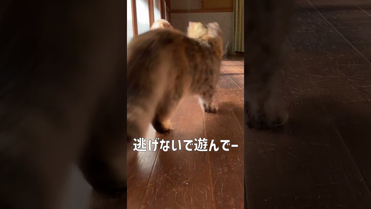 電動猫じゃらしをプレゼントしてみた【サイベリアン・ノルウェージャン・多頭飼い】 #shorts