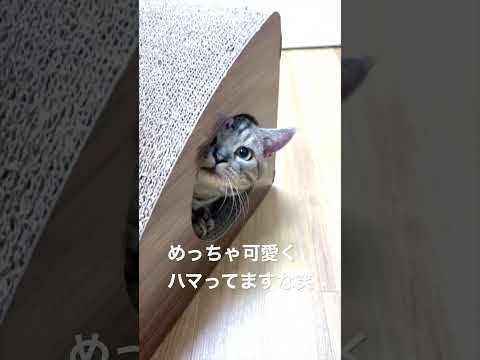 短足マンチカンが突然謎のブームに目覚めた件#shorts
