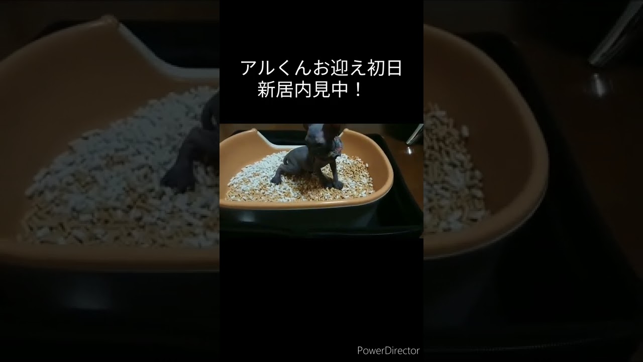 スフィンクス　子猫のアルくん　お迎え初日　好奇心強すぎ猫＃shorts