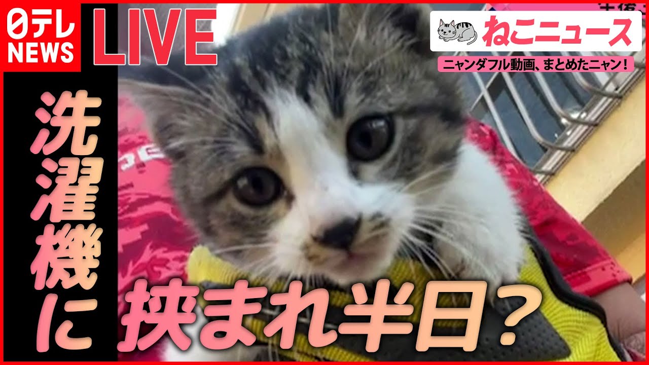 【猫ライブ】洗濯機に挟まれた子猫 / “カリスマ美容師”ネコ/掃除ロボ乗りこなすネコ / 旅館に４匹の看板猫 /  子猫が寝落ち など （日テレNEWS LIVE）