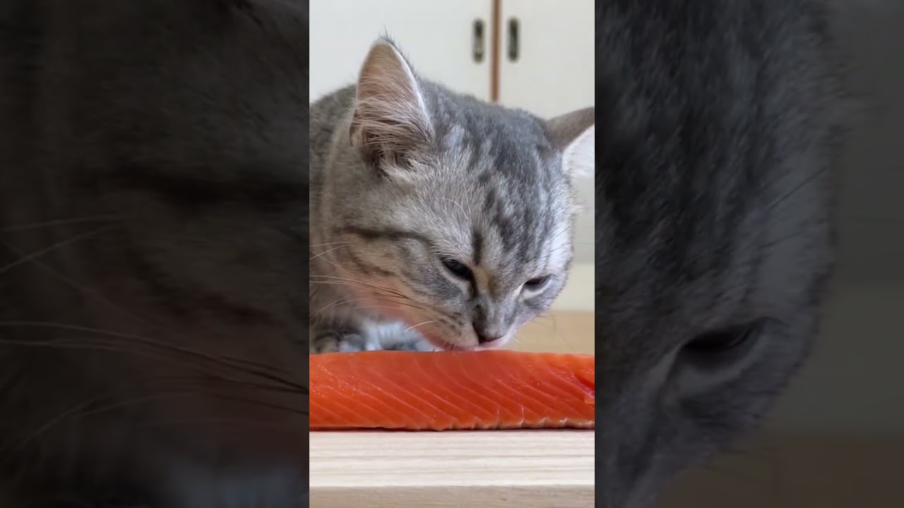 サーモン大好き子猫ちゃん😸#shorts #猫 #マンチカン #cat #kitty #可愛くてごめん
