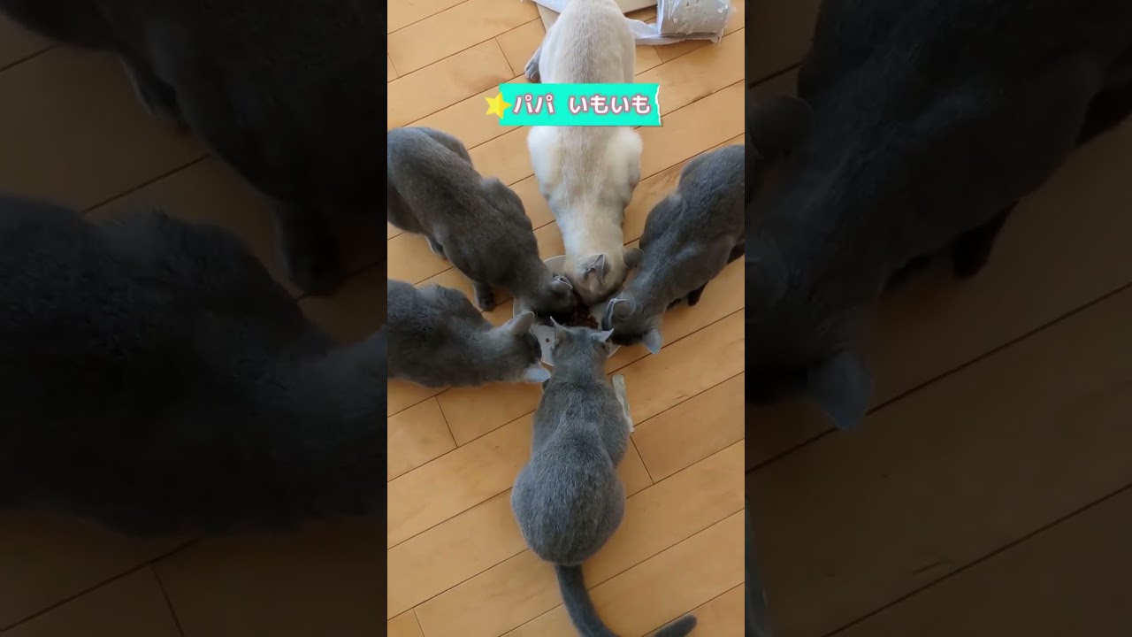 お腹ポッコリ🐈‍⬛🐈‍⬛🐈‍⬛ #ロシアンブルー #russianblue #多頭飼い