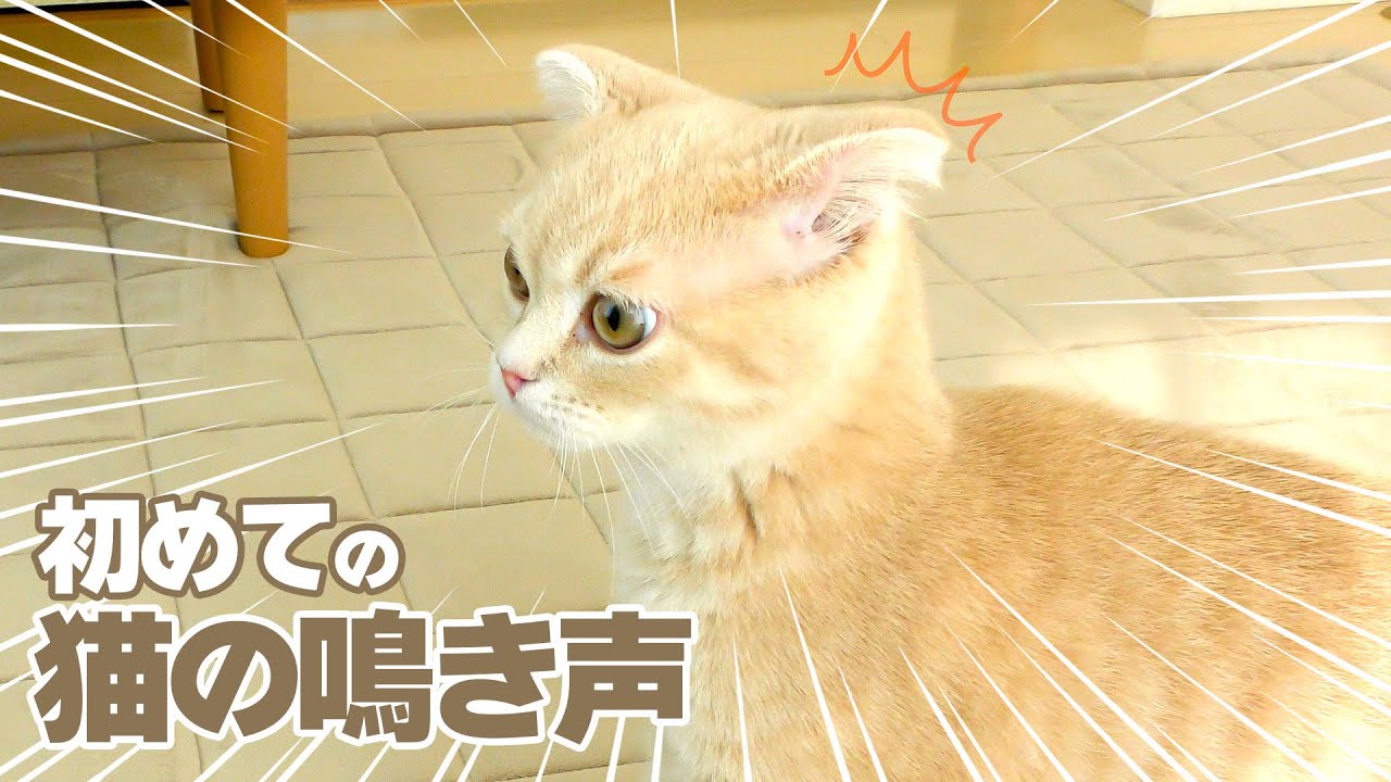 子猫に初めて猫の鳴き声を聞かせてみた【スコティッシュフォールド】