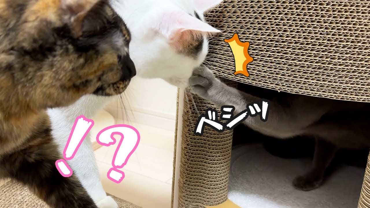 珍しくハムちゃんが荒ぶりまくって攻撃しまくってます…！