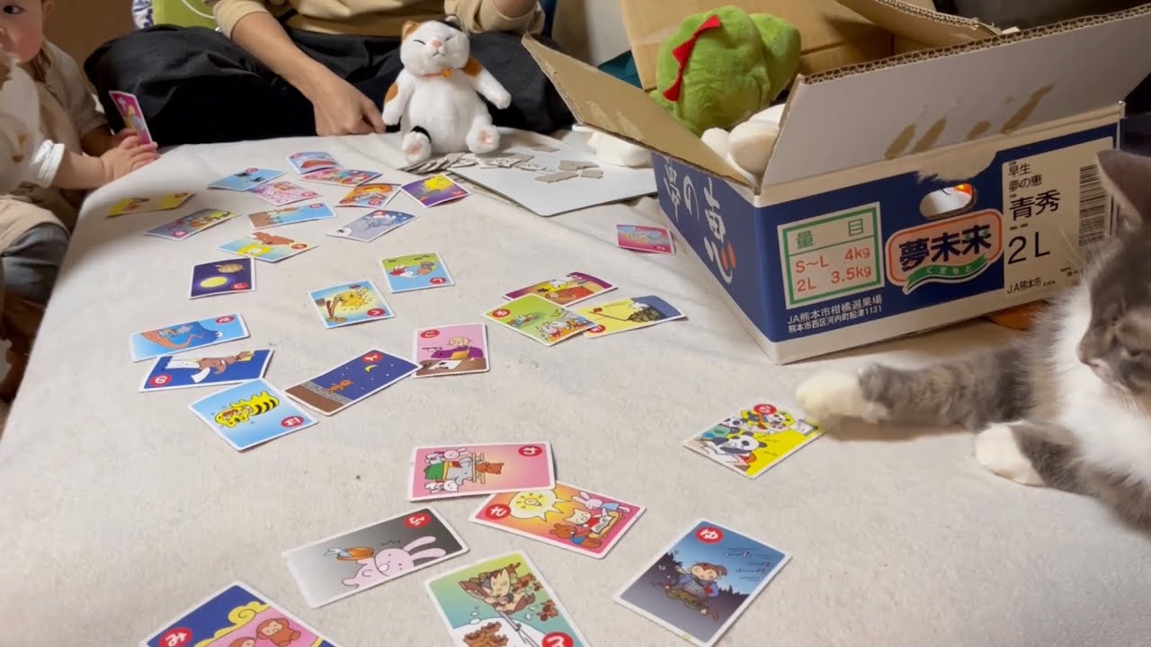 カルタ大会で悔しくて泣き出す娘とお手付きをする猫　ノルウェージャンフォレストキャット　Losing in a game, a crying daughter and a watching cat