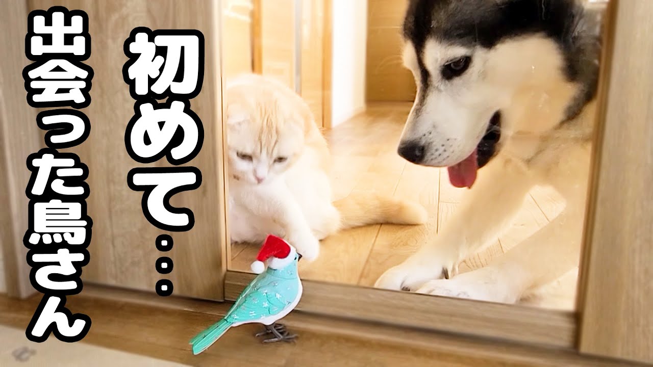 子猫とハスキー犬に大好きな鳥さんをプレゼントしたらこうなっちゃいました...