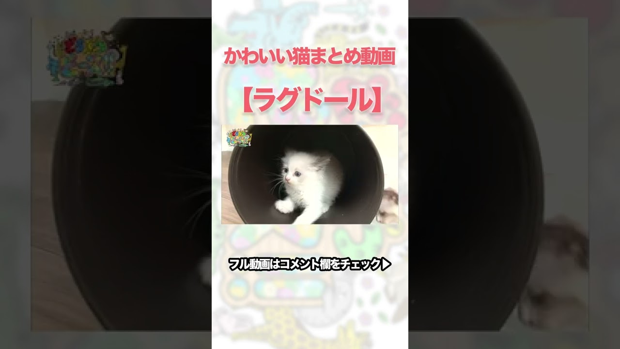 【ちょい見せ】かわいい猫まとめ動画：ラグドール🐱　#shorts