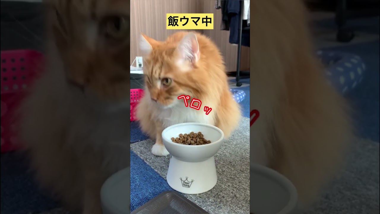 【メインクーン】ご飯中 #メインクーン #猫カフェ #shorts #猫動画おもしろい