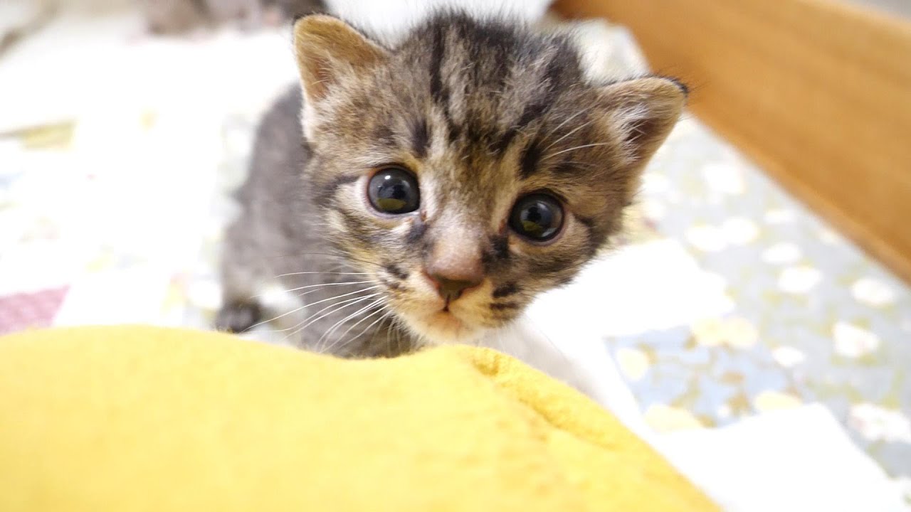 頭を撫でて欲しい子猫がママにおねだりする【赤ちゃん猫　保護猫】