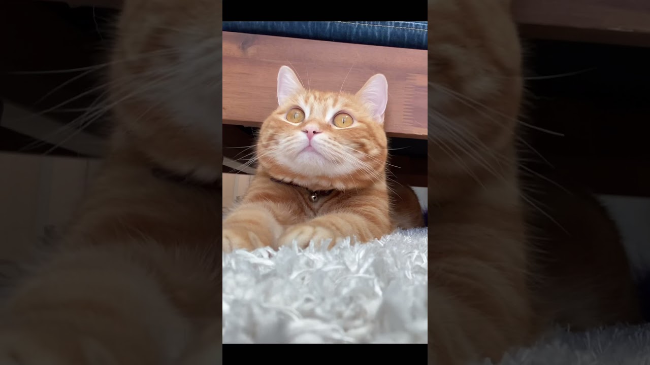 挟まってる？猫がかわいすぎました笑　【スコティッシュフォールド】【 Scottish Fold】