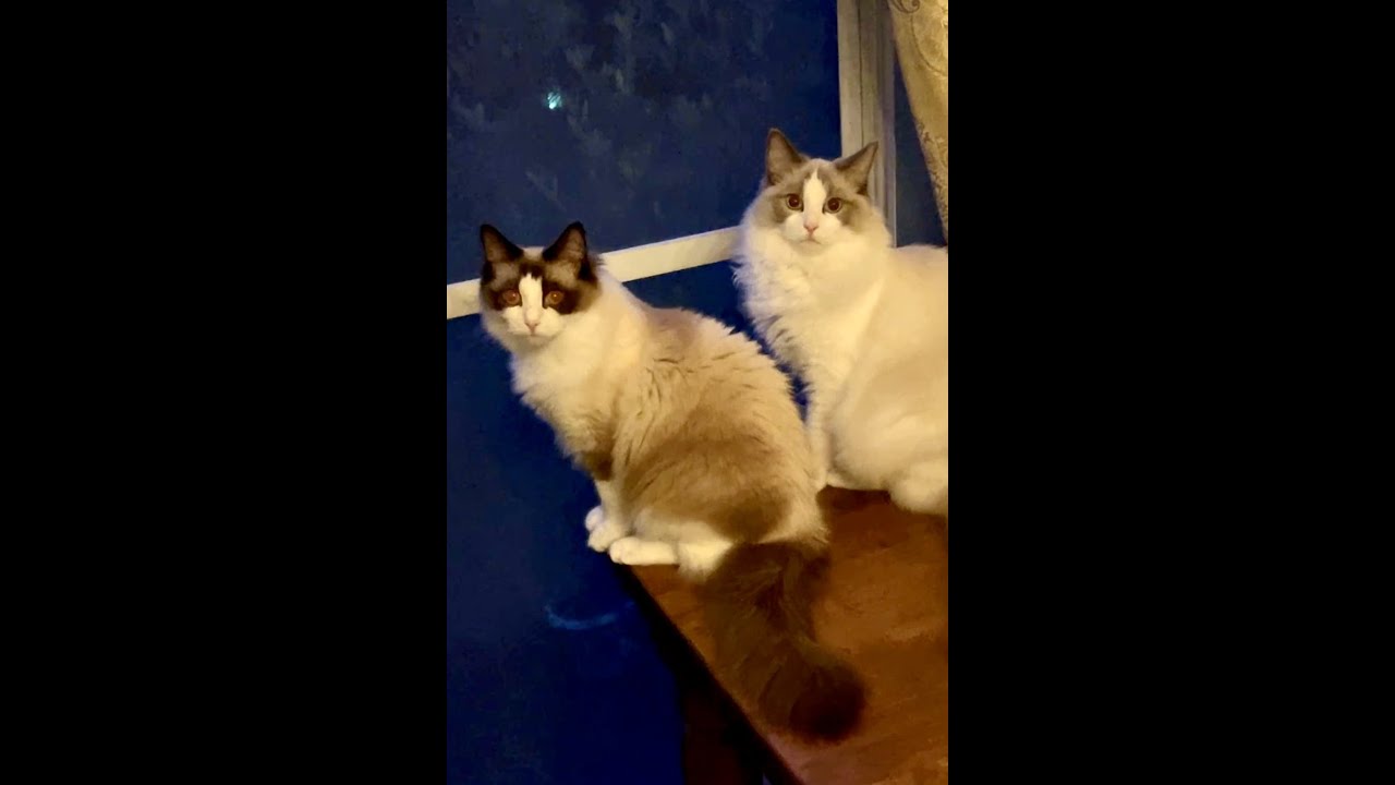 ラグドールキャットのシンクロナイズと大きさ比較