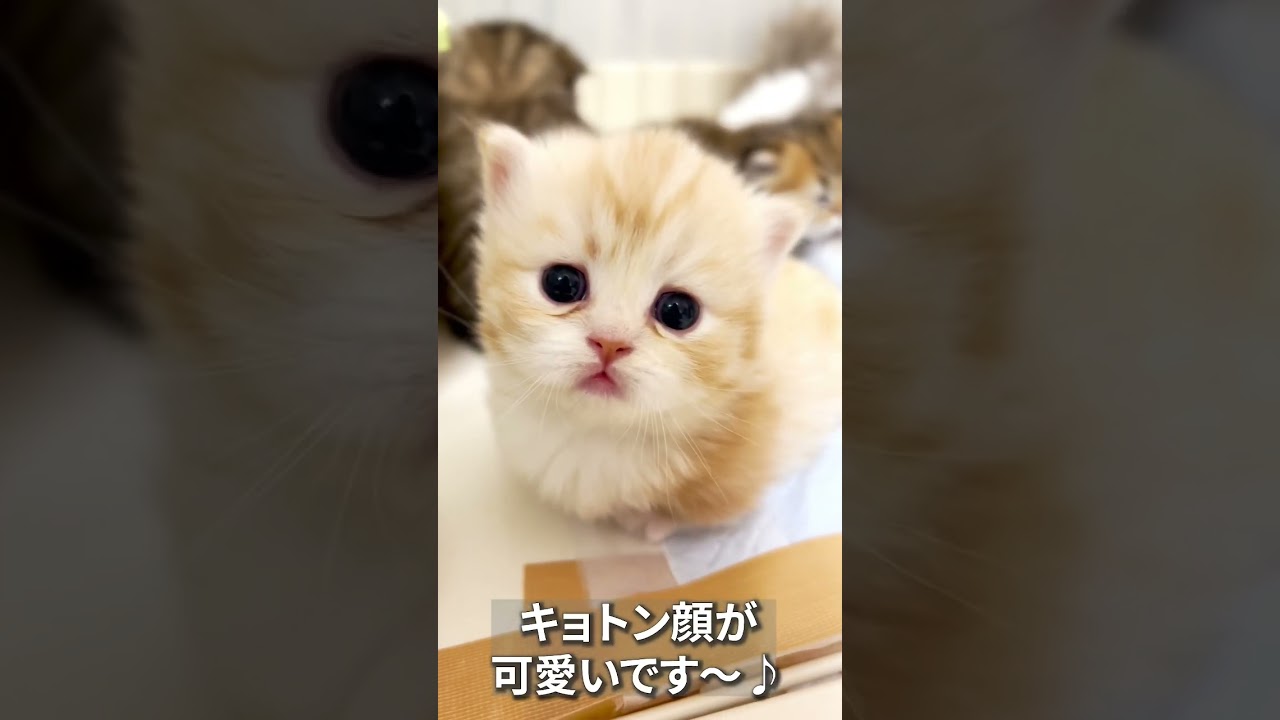 短足ミヌエットの赤ちゃん👶#shorts #ミヌエット #マンチカン #子猫