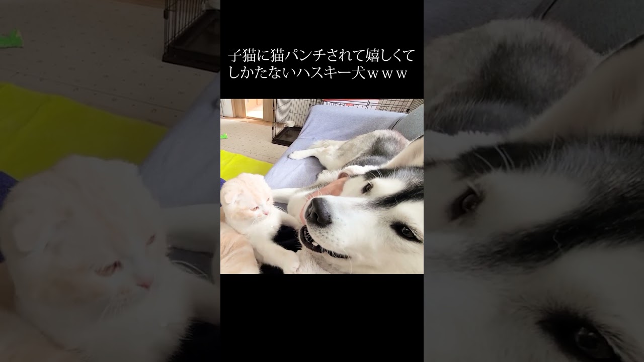 子猫に優しい猫パンチされて嬉しくて仕方ない犬...笑#shorts