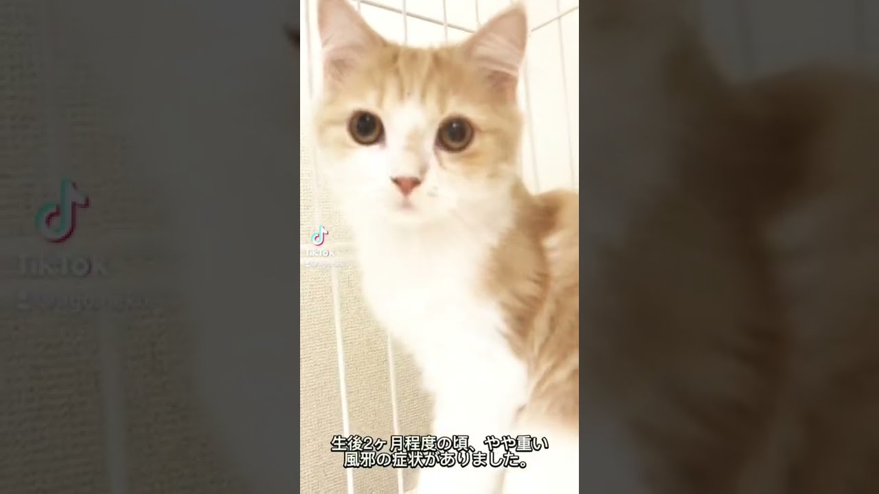 里親募集中子猫ちゃん😸　ラガマフィン　アゴはネコ