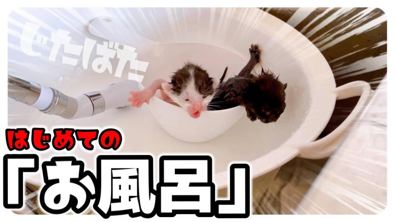 【子猫のシャンプー】おしっこ汚れがひどくて洗いました★ミニ洗面器がちょうどいい【保護猫のお風呂】