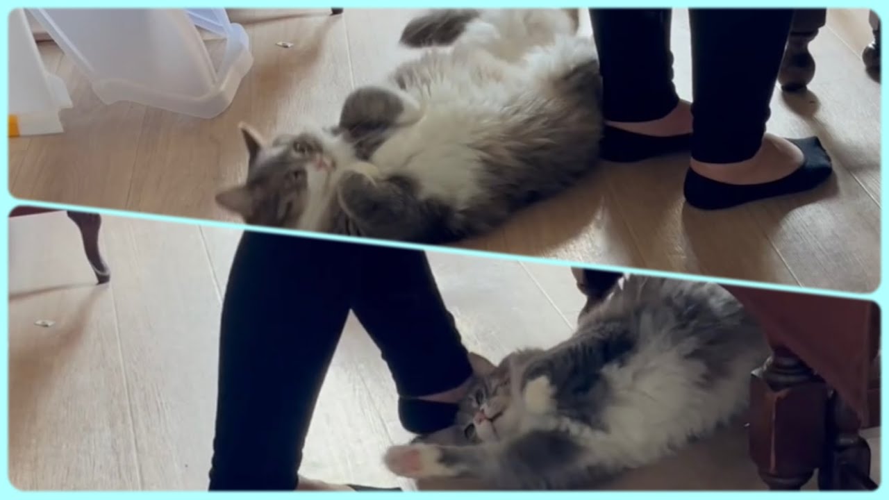 旅館スタッフの仕事を中断させるほど足元でゴロゴロして迷惑をかける猫　ノルウェージャンフォレストキャット　A cat that bothers the staff of the inn