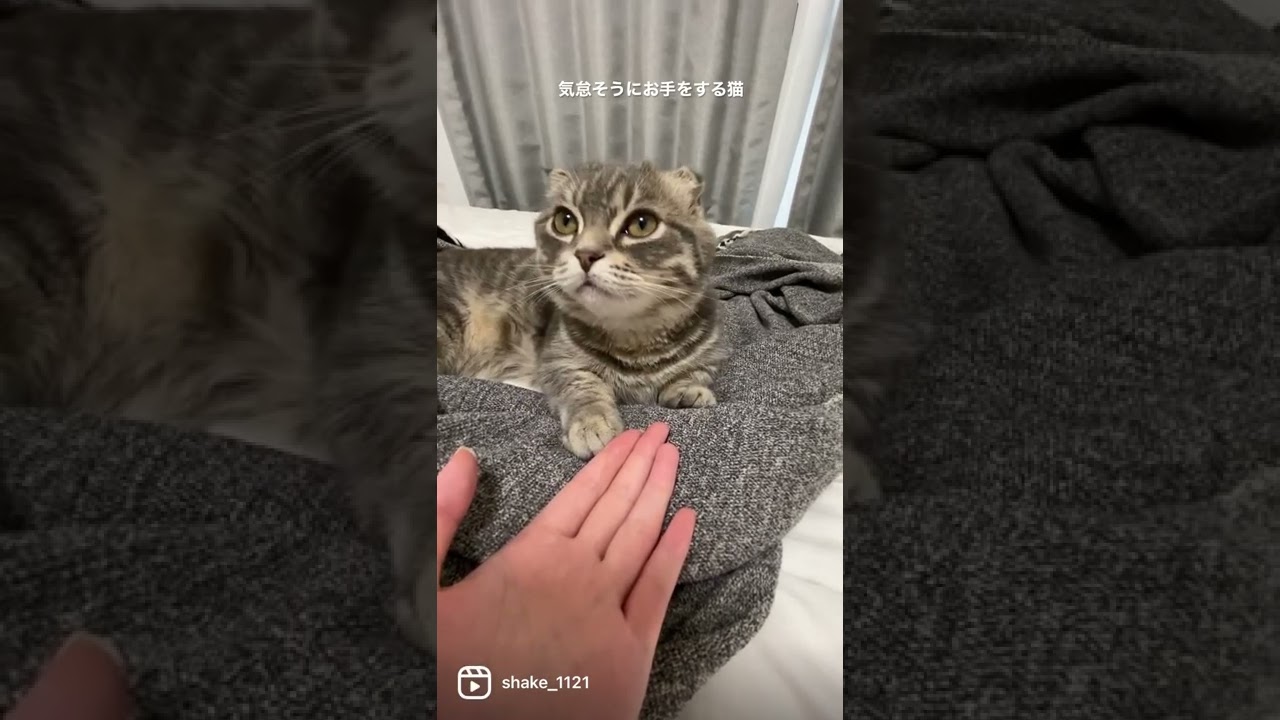 気怠そうにお手をする猫　　　#マンチカン #短足マンチカン #子猫
